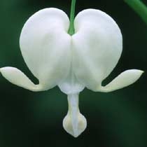 Dicentra spectabilis  white  alba mail order herbaceaous plants