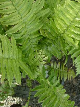 making the most of ferns ddry wet shade