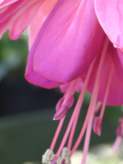 fuschia mail order many types rare candy floss