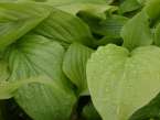 hosta many types scented perenial lagre plants mail order garden centre ireland