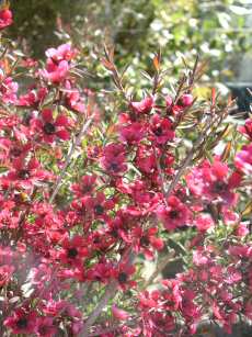 leptospermum new zealand tea tree ever green coastal scented shrub plant hardy