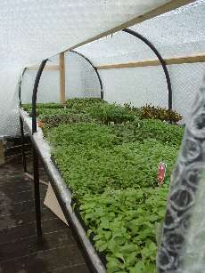 propagation of pulg plants  bedding summer patio hanging baskets