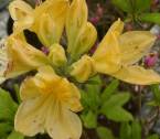 yellow tree rhodedendron scented