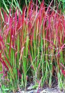 japense blood grass
