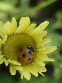 helianthus yellow parie daisy summer plant herbaceous perennial