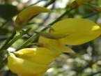 spanish broom scented drought tolerant rare scented perfumed yellow flowers hardy